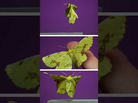 Colorful backyard moths in slow-motion flight!  #insects #science #entomology