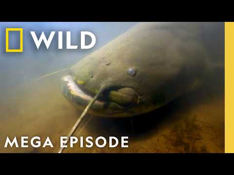 Unique Underwater Creatures | Documentary MEGA Episode Special | Nat Geo Animals