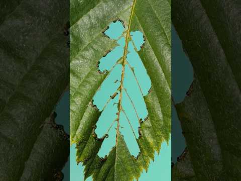 These are not caterpillars! #insects #entomology