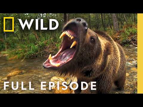 Inside America's Last Wild Frontier (Full Episode) | Alaska's Deadliest | Nat Geo Animals
