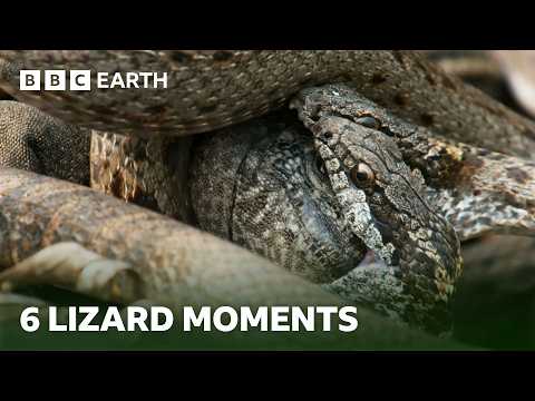 Unforgettable Lizard Moments | BBC Earth