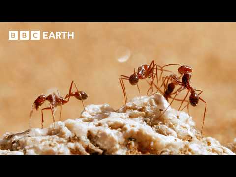 The Hidden Behaviours of Animal Packs | BBC Earth