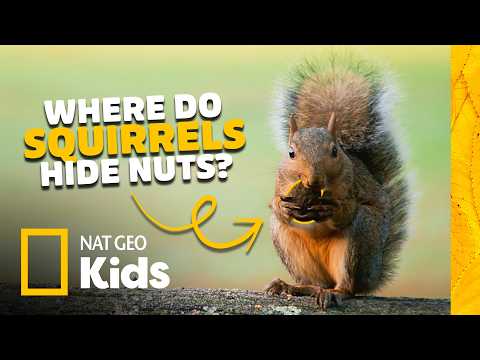 Wild World of Squirrels! 🐿️🌰 Animal Card Quest | Nat Geo Kids